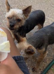 Lost Male Dog last seen Patrick Circle , Folsom, CA 95630