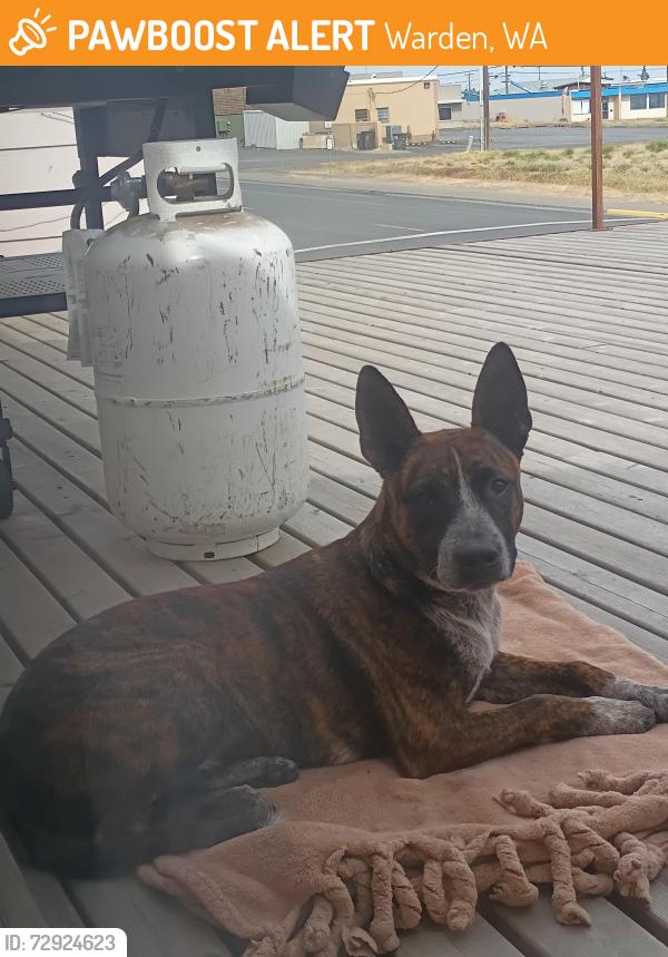 Found/Stray Male Dog last seen Near Warden Police Station, Warden, WA 98857