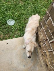 Found/Stray Female Dog last seen Near Brandon Houston,Tx 77051, Houston, TX 77051