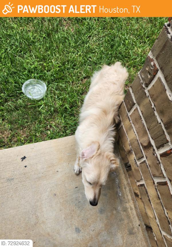 Found/Stray Female Dog last seen Near Brandon Houston,Tx 77051, Houston, TX 77051