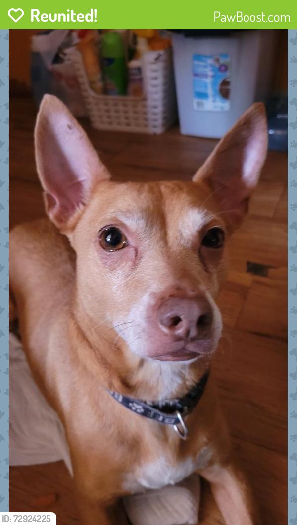 Reunited Male Dog last seen Austin st Irving tx, Irving, TX 75061