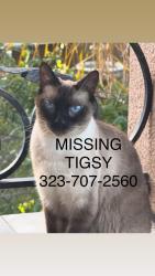Reunited Male Cat last seen Near Otsego street, Los Angeles, CA 91403