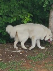 Reunited Male Dog last seen Lake Country Lawncare, Milton, NC 27305