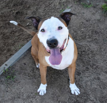 Shelter Stray Male Dog last seen Citrus County, FL 34433, Inverness, FL 34450