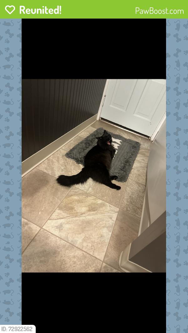 Reunited Male Cat last seen County club rd red lion pa , Red Lion, PA 17356