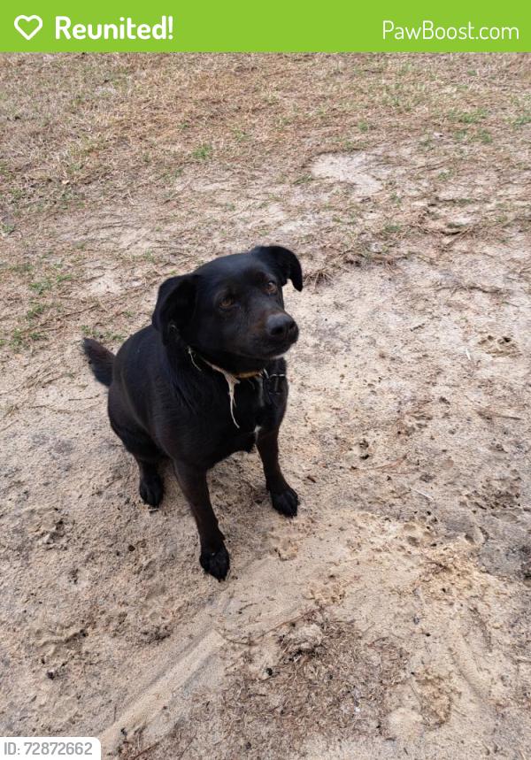 Reunited Female Dog last seen Pine Street, Pine Log Road, Gloverville, SC 29828