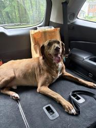 Reunited Male Dog last seen Cranbrook Lane and Miller Heights Road, Oakton, VA 22124