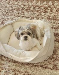 Reunited Male Dog last seen Candlewood Dr, Lodi, CA 95258