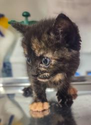Shelter Stray Female Cat last seen N Clovis Ave & E Ashlan Ave, Fresno Zone Fresno CO 2 93727, CA, Fresno, CA 93706