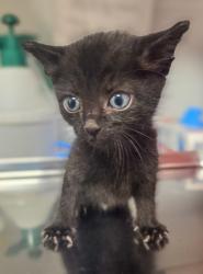 Shelter Stray Male Cat last seen N Clovis Ave & E Ashlan Ave, Fresno Zone Fresno CO 2 93727, CA, Fresno, CA 93706