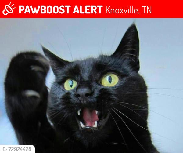 Lost Female Cat last seen Clinton highway Knoxville tn 37912, Knoxville, TN 37917