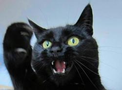 Lost Female Cat last seen Clinton highway Knoxville tn 37912, Knoxville, TN 37917