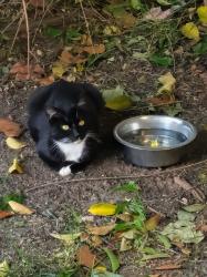 Found/Stray Unknown Cat last seen Van Maren , Citrus Heights, CA 95621