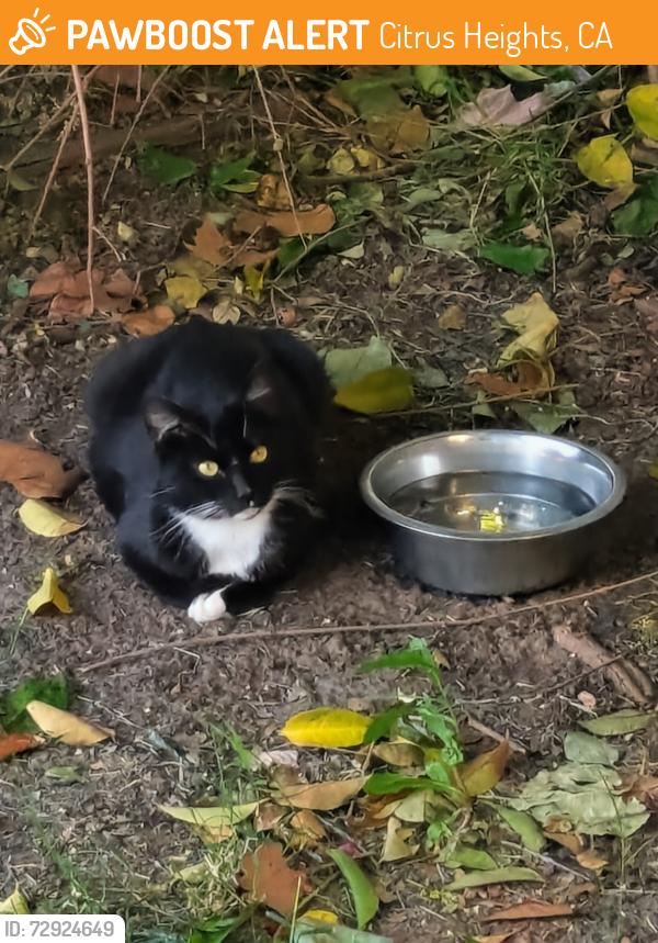 Found/Stray Unknown Cat last seen Van Maren , Citrus Heights, CA 95621
