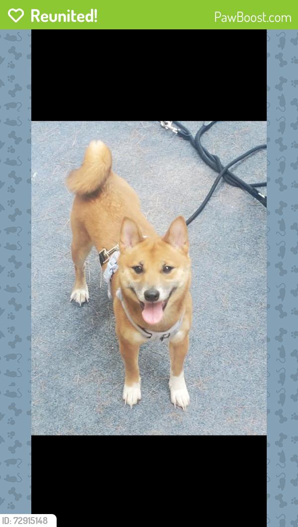 Reunited Female Dog last seen Near Rising Sun Ave & Robins St, Philadelphia, PA 19111