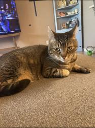 Reunited Male Cat last seen Oso Parkway close to staples , Corpus Christi, TX 78414