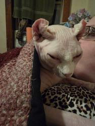 Reunited Male Cat last seen 17th and port, Muncie, IN 47302