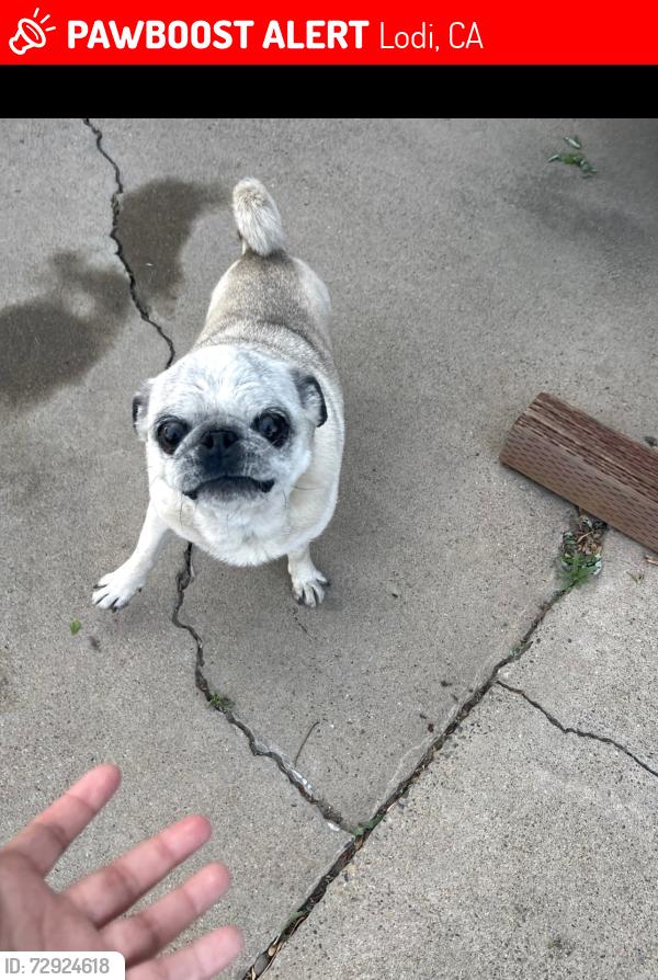 Lost Female Dog last seen Curry Ave., Lodi, CA 95240