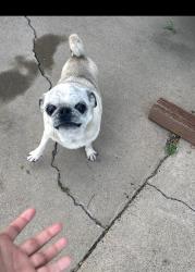 Lost Female Dog last seen Curry Ave., Lodi, CA 95240