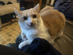 Lost Female Cat last seen Seacote/Seaton/Williams, Richmond, BC V7A