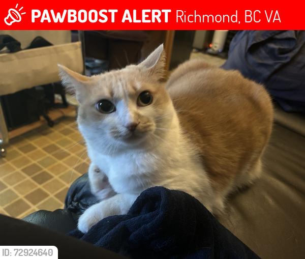 Lost Female Cat last seen Seacote/Seaton/Williams, Richmond, BC V7A