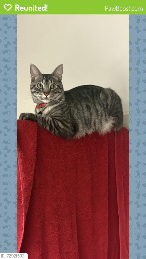 Reunited Male Cat last seen Greenbrier and Baseline, Highland, CA 92346