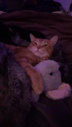 Lost Male Cat last seen Right infront of my hse , Edmonton, AB T6H 4X9