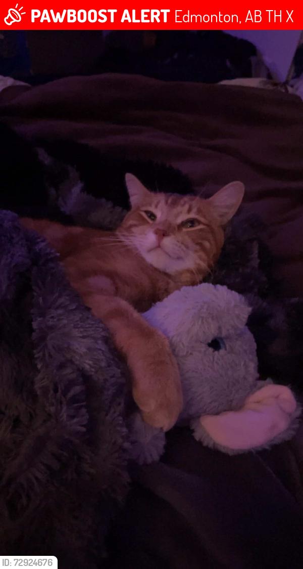 Lost Male Cat last seen Right infront of my hse, Edmonton, AB T6H 4X9