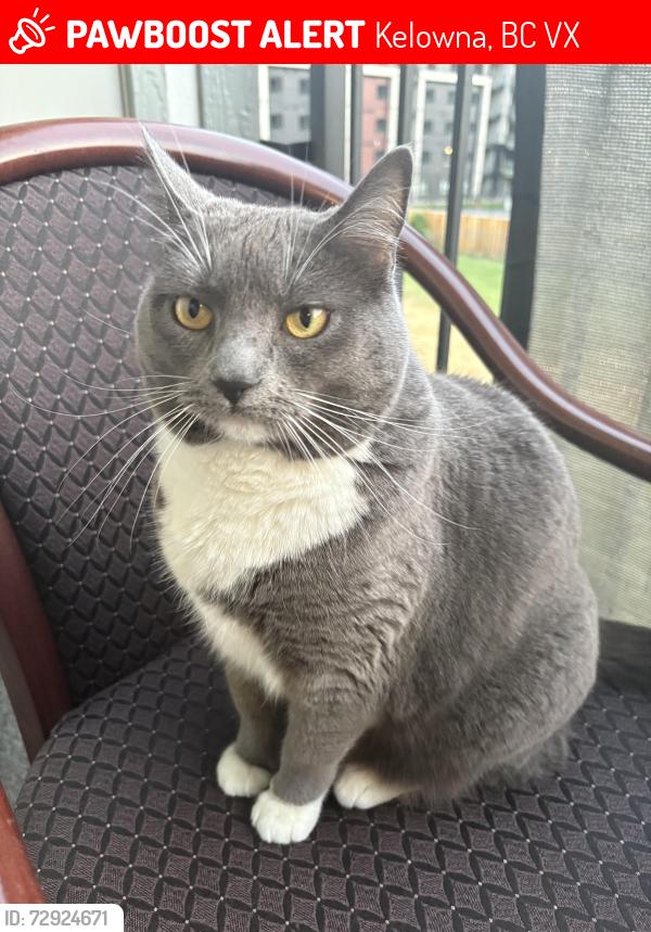 Lost Female Cat last seen Benlee Park, Kelowna, BC V1X