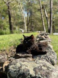 Reunited Female Cat last seen Near south eagle street, Plymouth, CT 06786