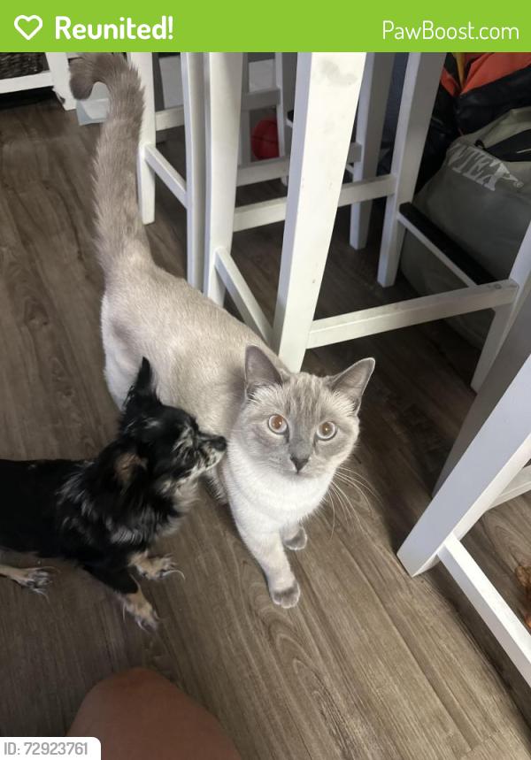 Reunited Female Cat last seen Bass Lake Rd and Greenvalley Rd , Cameron Park, CA 95682