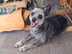 Found/Stray Male Dog last seen SE 145th St. and 47th Ave, Belleview Heights, FL 34491