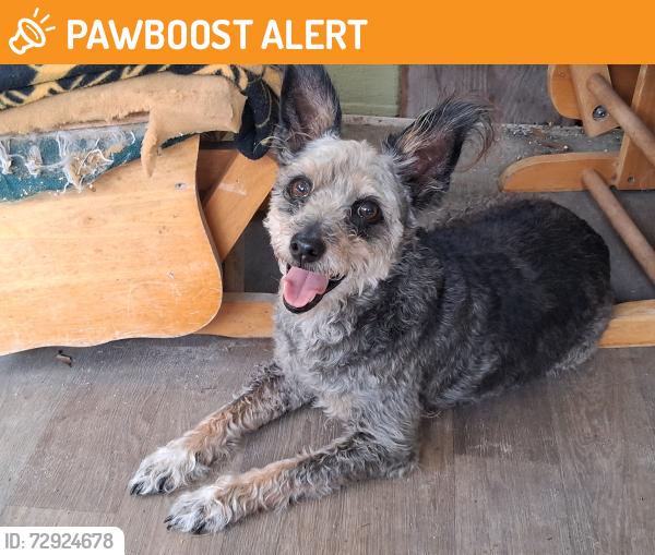 Found/Stray Male Dog last seen SE 145th St. and 47th Ave, Belleview Heights, FL 34491