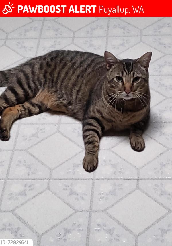 Lost Male Cat last seen Near 123rd  Avenue East  Puyallup,  Wa, Puyallup, WA 98374