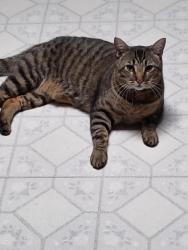 Lost Male Cat last seen Near 123rd  Avenue East  Puyallup,  Wa, Puyallup, WA 98374