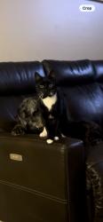 Lost Male Cat last seen Pickerington Rd, Canal Winchester, OH 43110