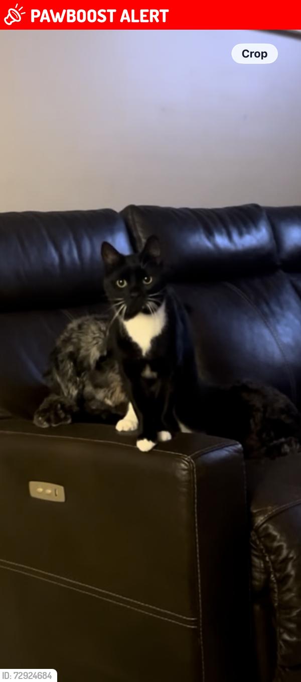 Lost Male Cat last seen Pickerington Rd, Canal Winchester, OH 43110
