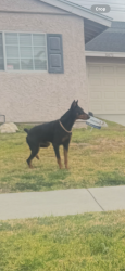 Reunited Male Dog last seen Near Belle Ave, Cypress, CA 90630, USA, Cypress, CA 90630