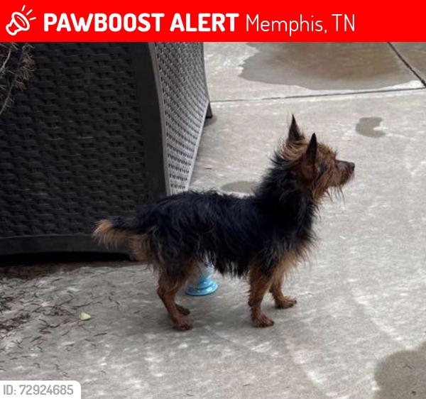 Lost Female Dog last seen Southampton, Memphis, TN 38119