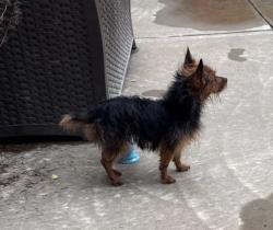 Lost Female Dog last seen Southampton, Memphis, TN 38119