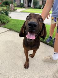 Found/Stray Male Dog last seen Verot school rd. And Austin Village Blvd, Lafayette, LA 70508