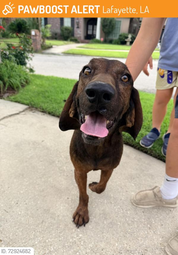 Found/Stray Male Dog last seen Verot school rd. And Austin Village Blvd, Lafayette, LA 70508