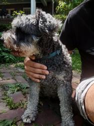Reunited Male Dog last seen Race and Oregon, Urbana, IL 61801