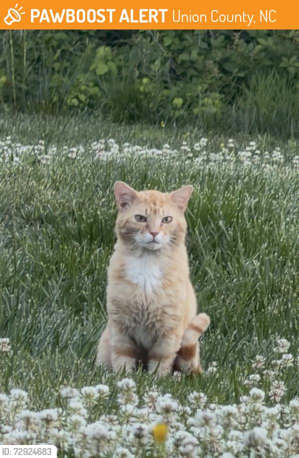 Found/Stray Male Cat last seen Morgan Mill Rd. , Union County, NC 28110
