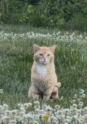 Found/Stray Male Cat last seen Morgan Mill Rd. , Union County, NC 28110