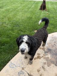 Found/Stray Male Dog last seen Randall and San Bernardino ave , Fontana, CA 92335