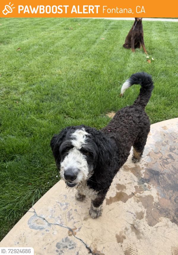 Found/Stray Male Dog last seen Randall and San Bernardino ave , Fontana, CA 92335