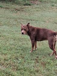Reunited Female Dog last seen By the Airport , Oklahoma City, OK 73119