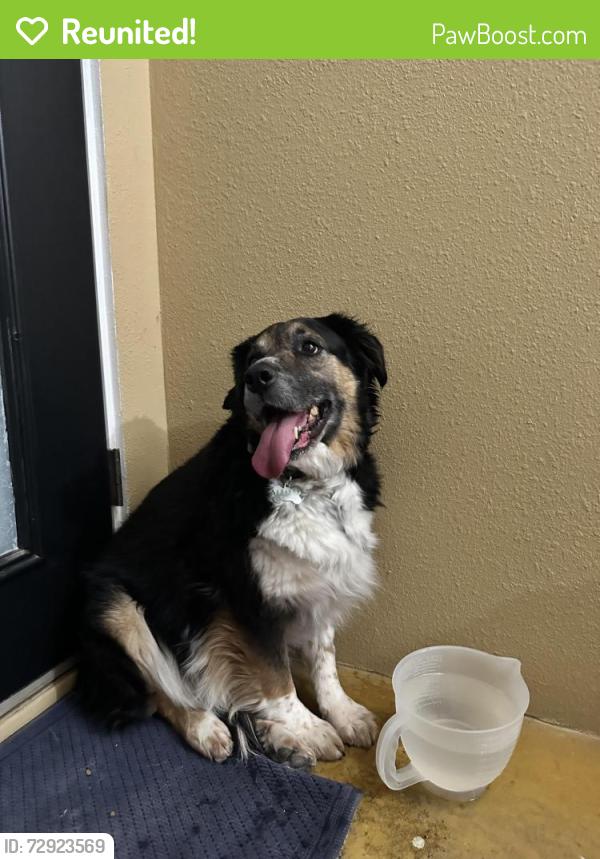Reunited Unknown Dog last seen MLK and I25, Albuquerque, NM 87106