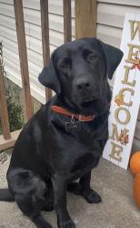 Reunited Male Dog last seen Rocky Road and Confidence Church Road  , Lenoir, NC 28645